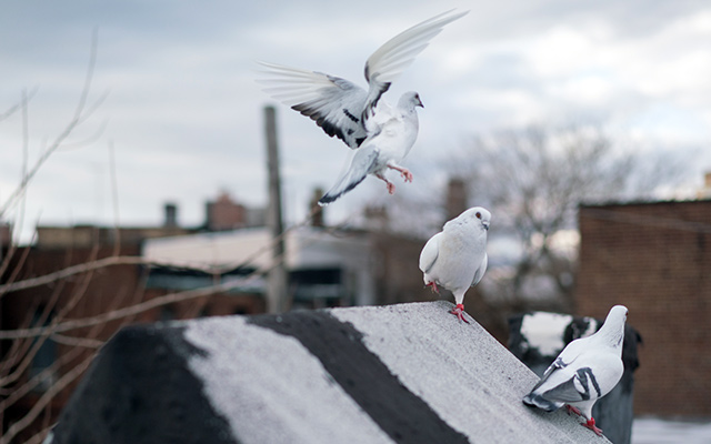 Pigeons from 'Fly By Night' (Photo: Creative Time)